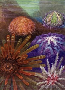 Some Sea Urchins by Theobald Carreras